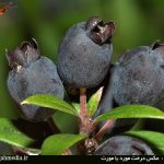 مورد