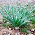 سرشیم یا خوژه